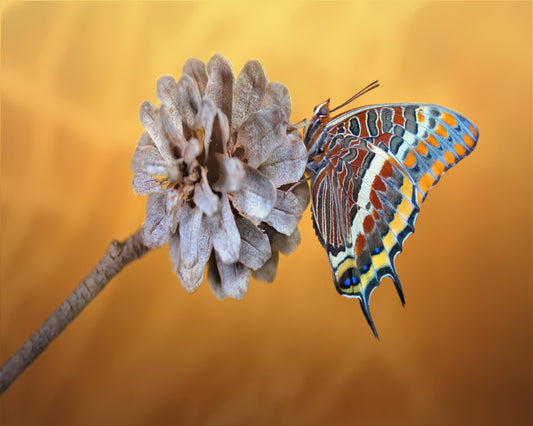 The Two-tailed Pasha
