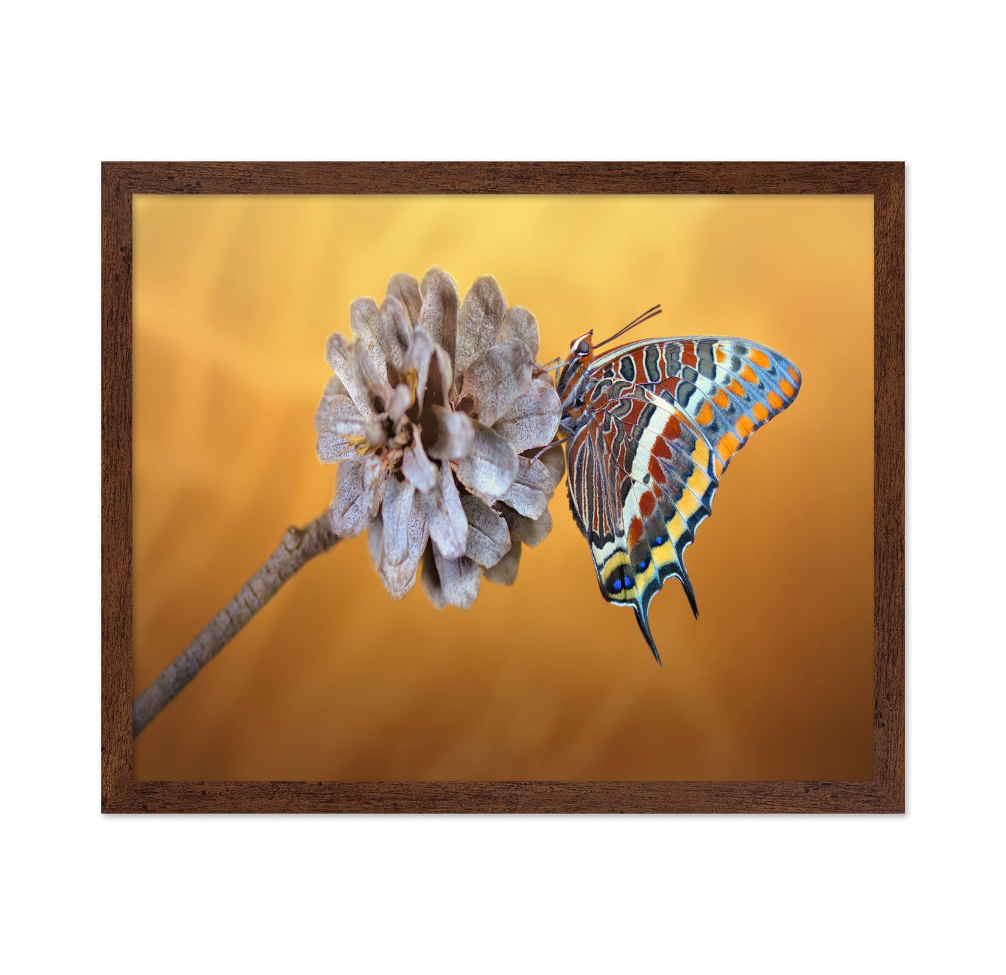 The Two-tailed Pasha