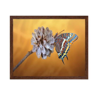 The Two-tailed Pasha