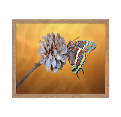 The Two-tailed Pasha