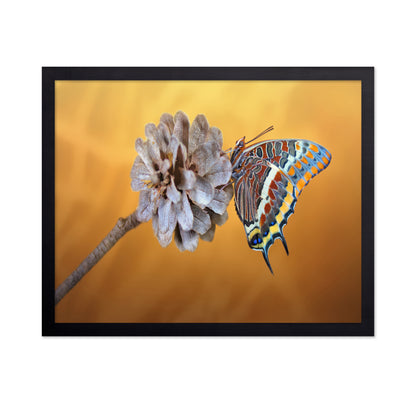 The Two-tailed Pasha