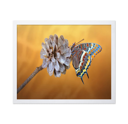 The Two-tailed Pasha