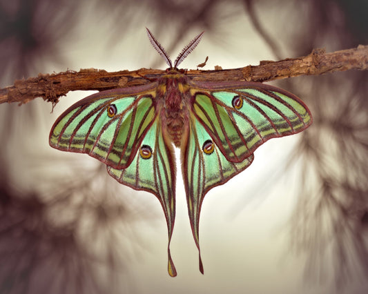 Mariposa Isabelina