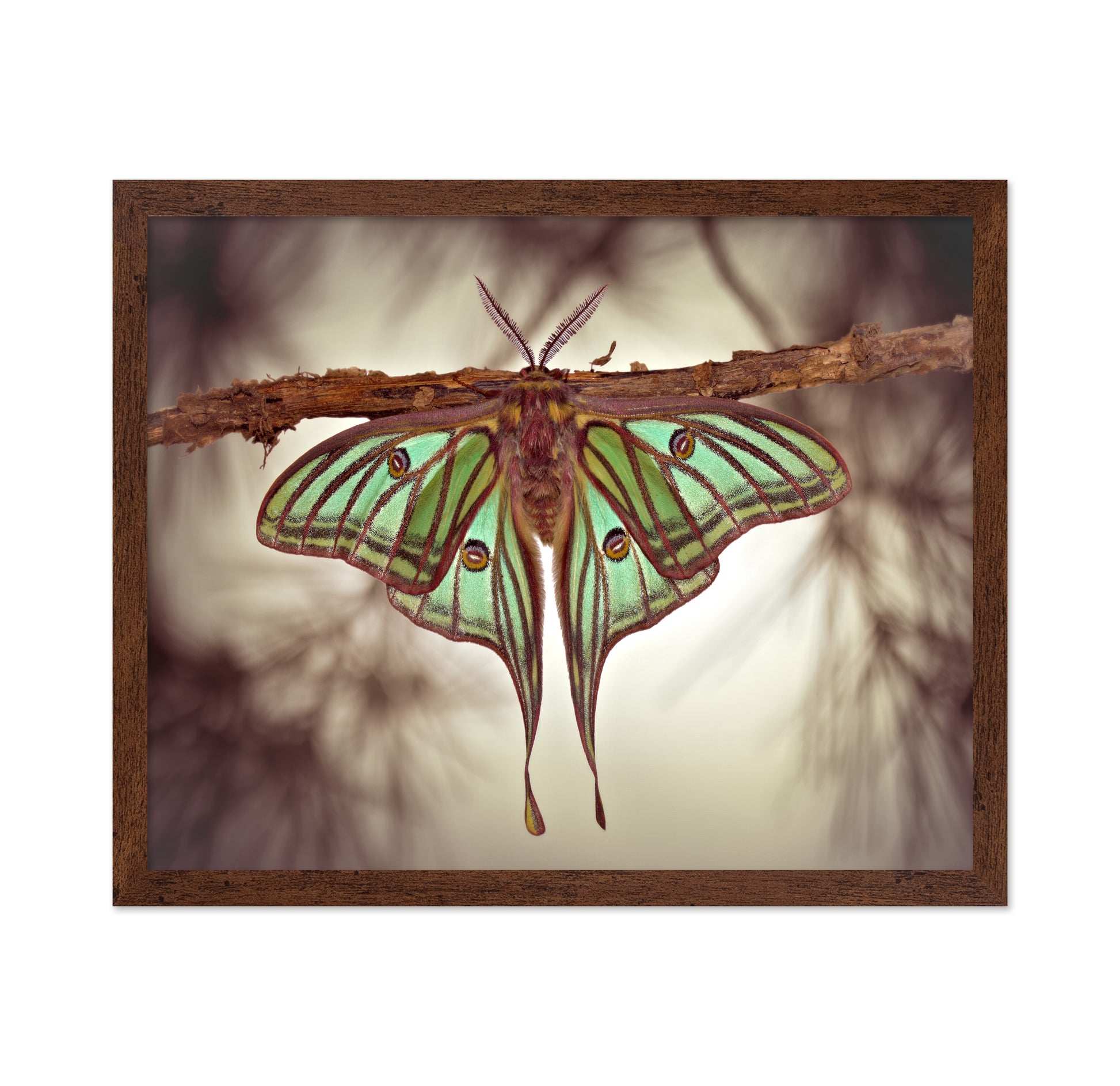 Mariposa Isabelina