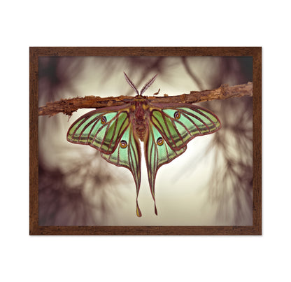 Mariposa Isabelina