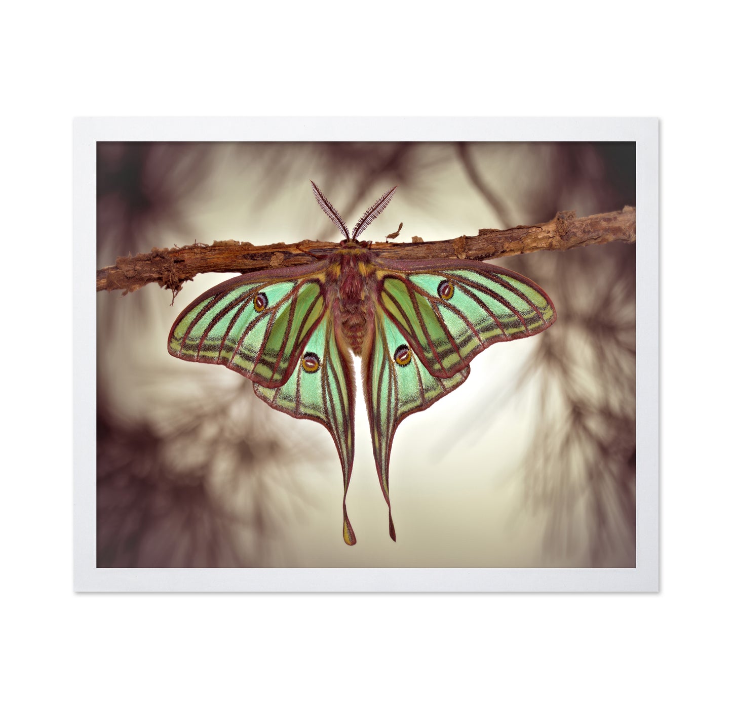Mariposa Isabelina
