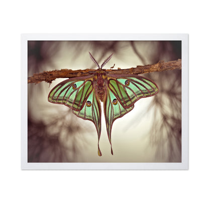 Mariposa Isabelina