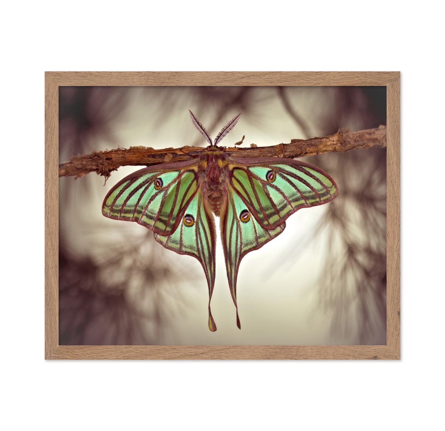 Mariposa Isabelina