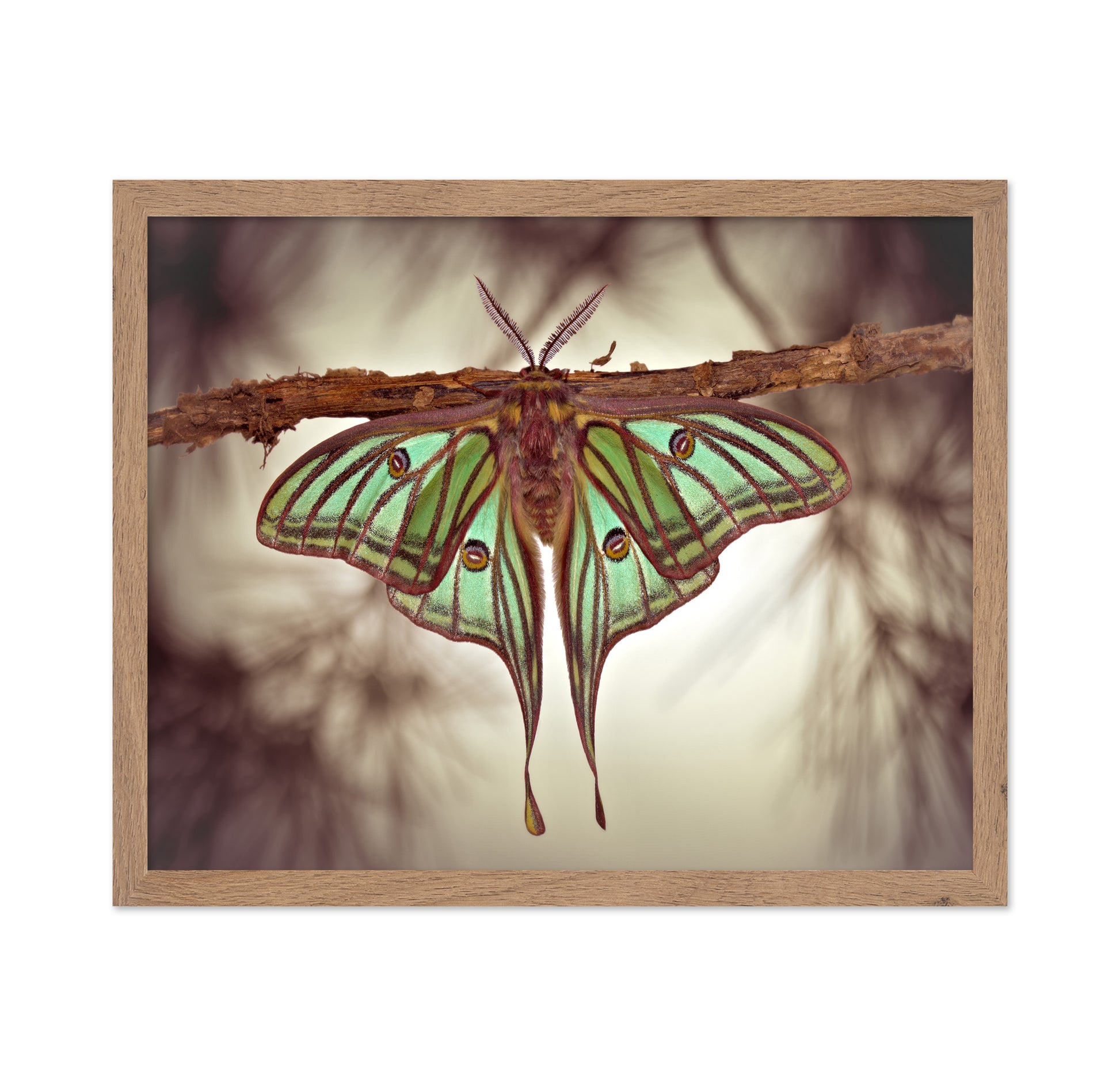 Mariposa Isabelina