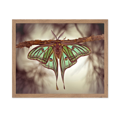 Mariposa Isabelina