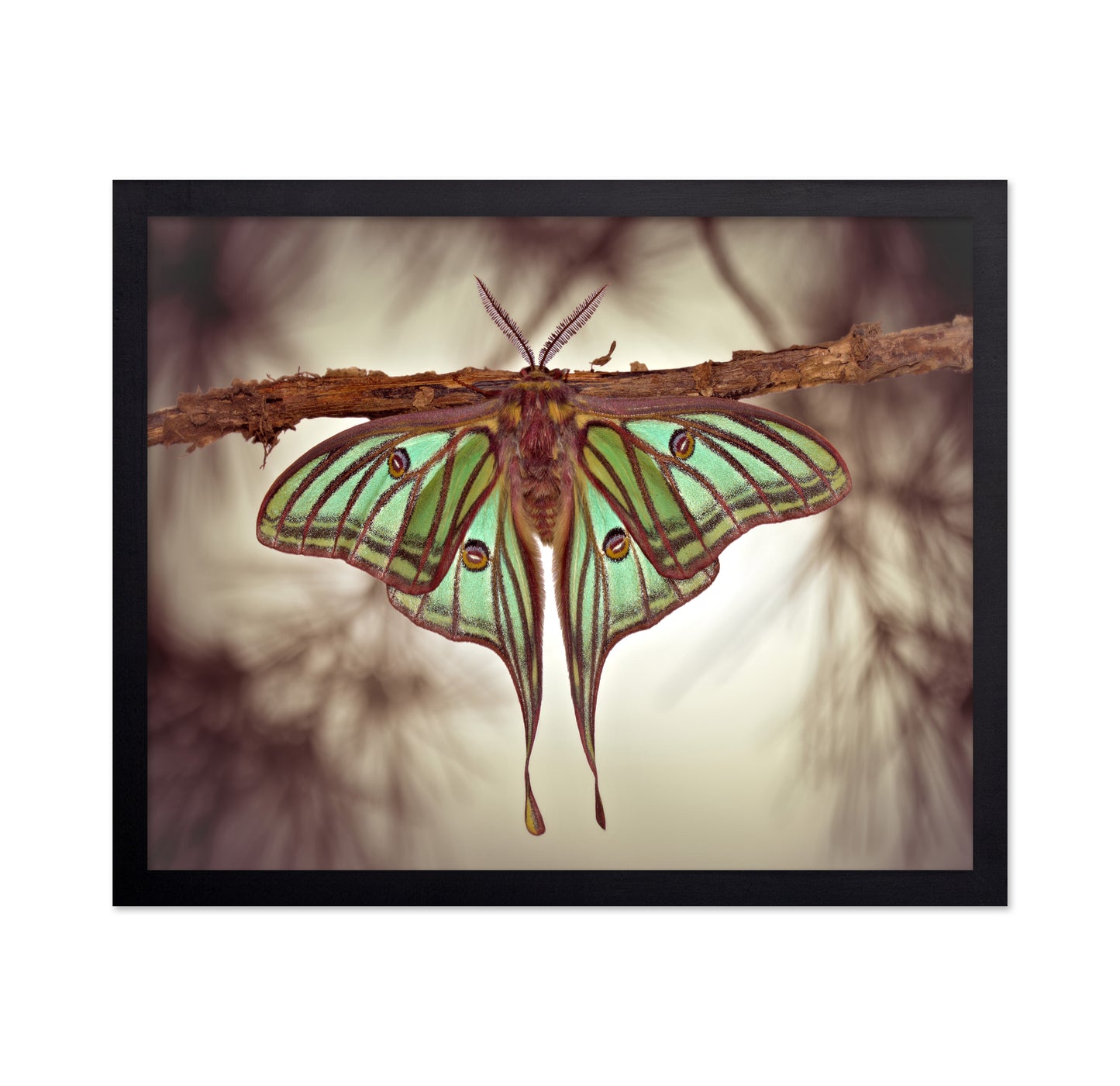 Mariposa Isabelina