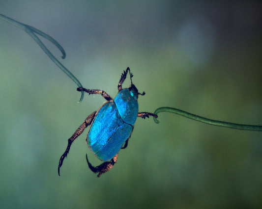 The Acrobat