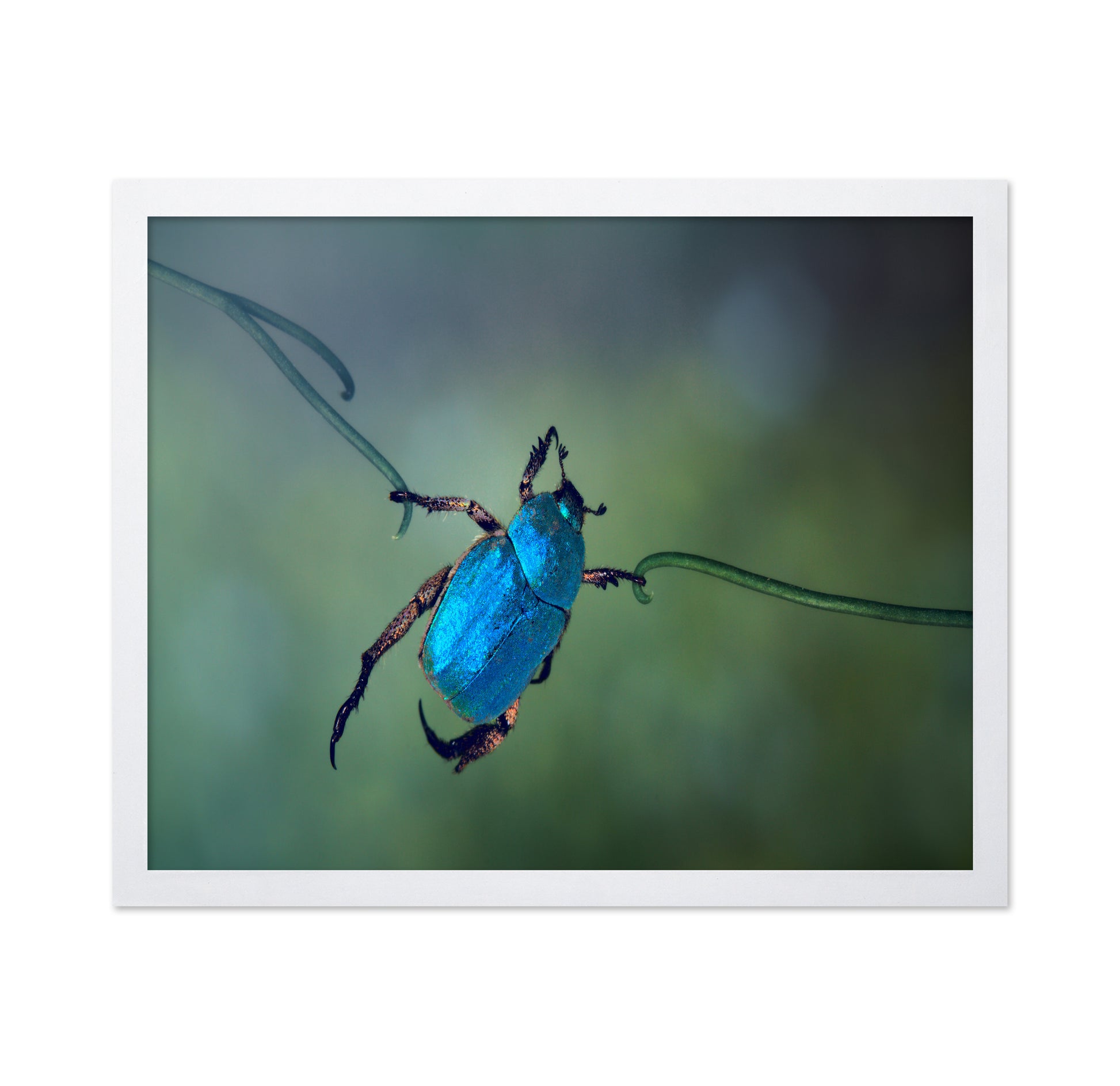 The Acrobat