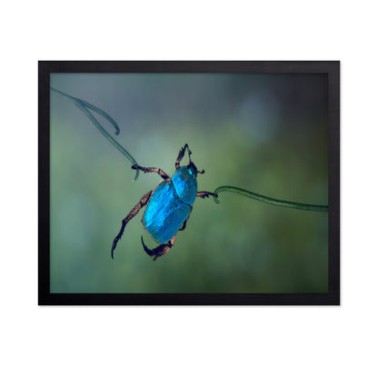 The Acrobat