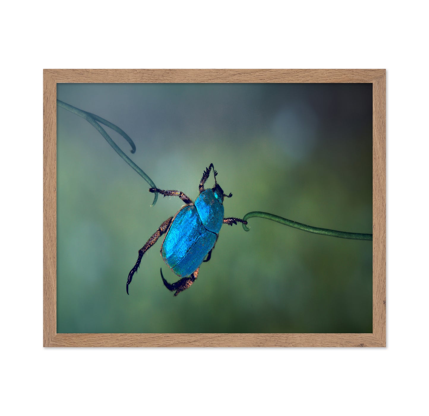 The Acrobat