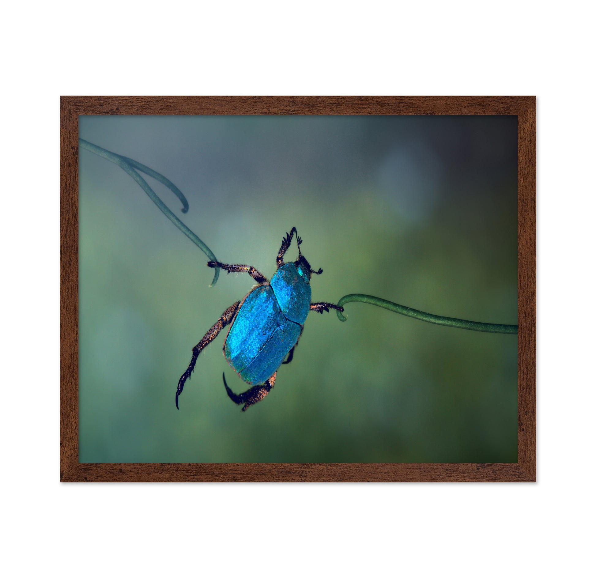 The Acrobat