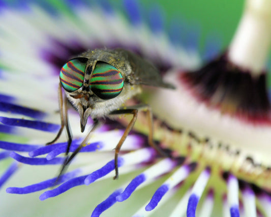 Eye-Catching