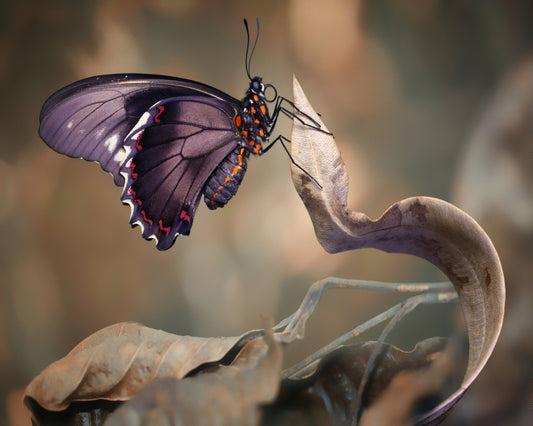 Swallowtail