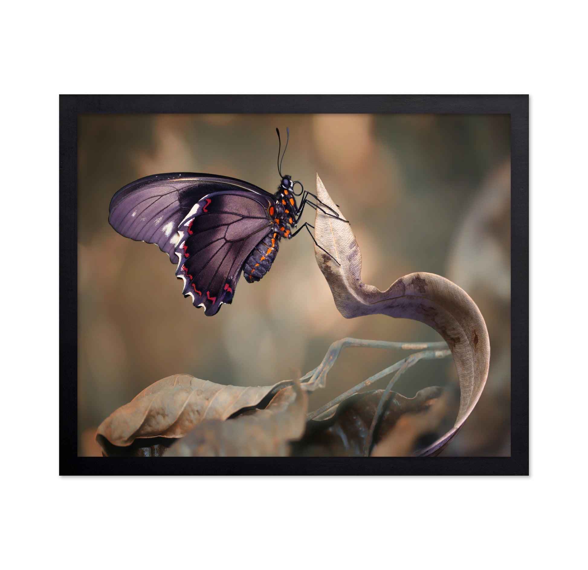 Swallowtail