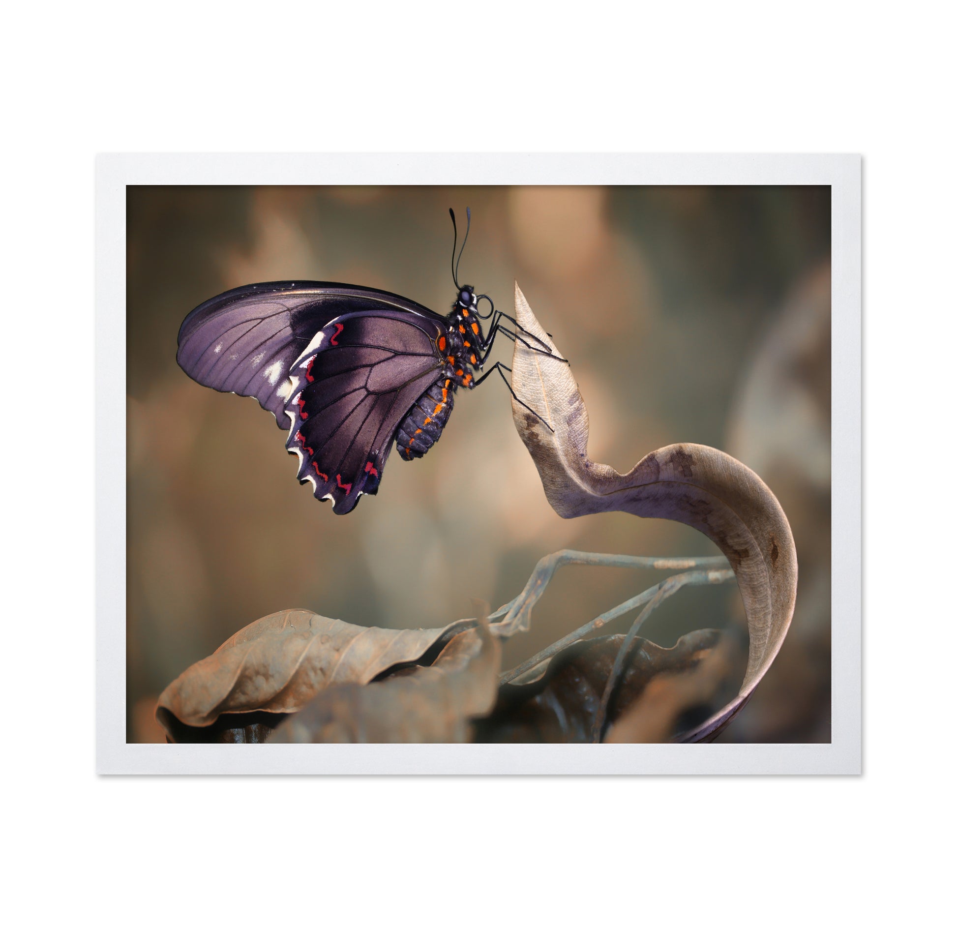 Swallowtail