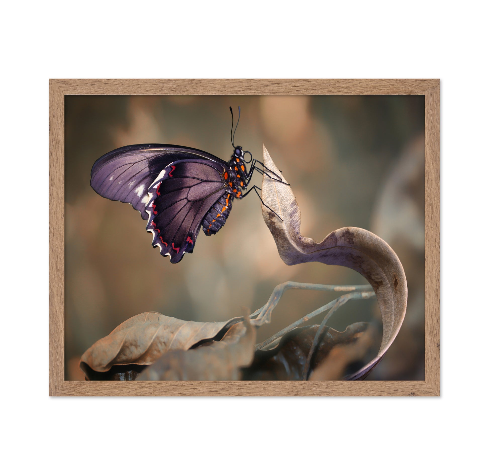 Swallowtail