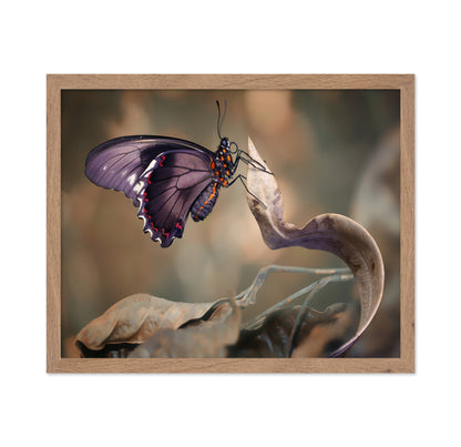 Swallowtail
