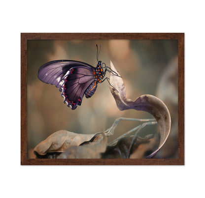 Swallowtail