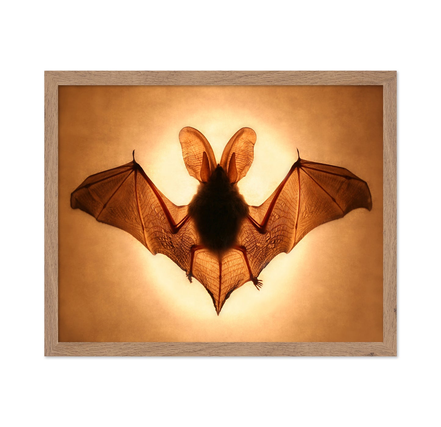 Bat