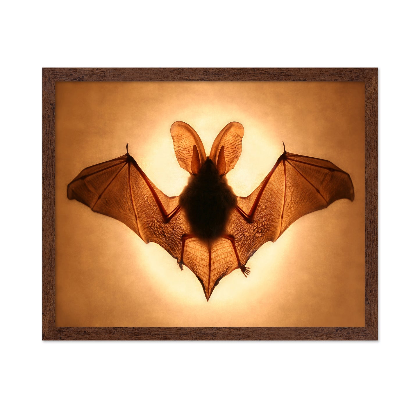 Bat