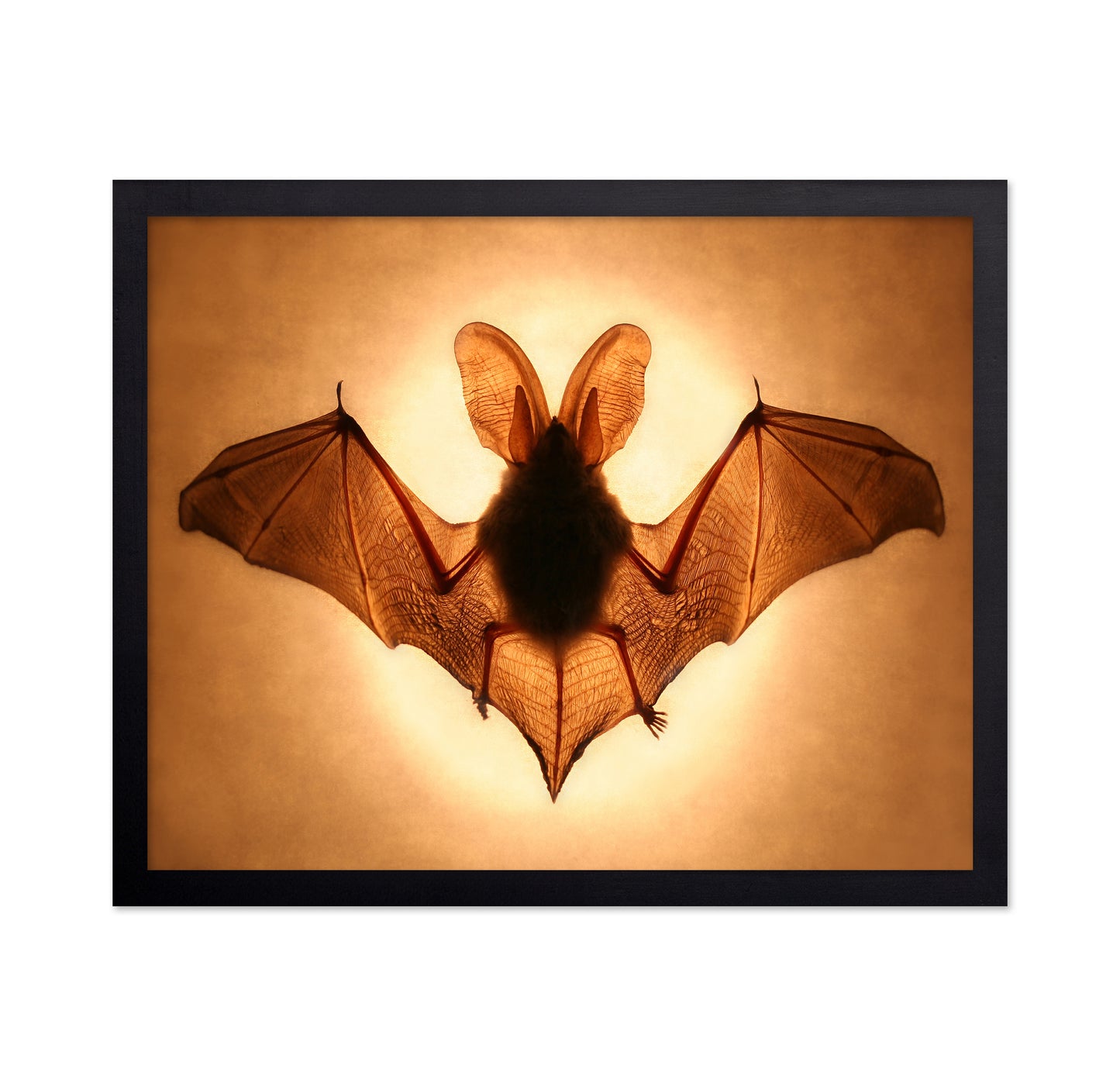 Bat
