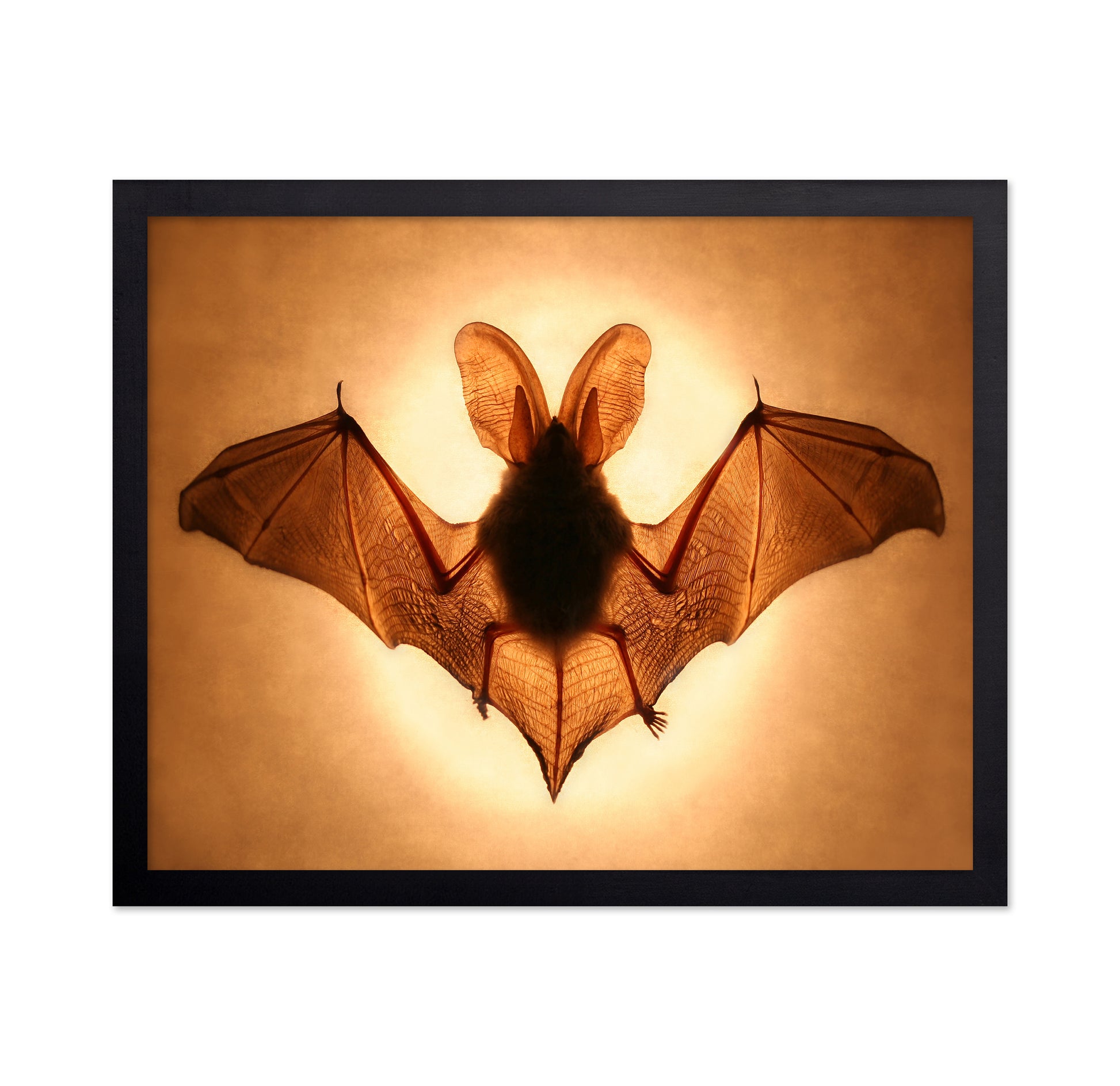 Bat