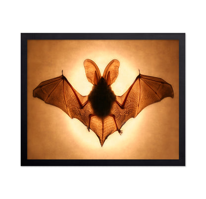 Bat