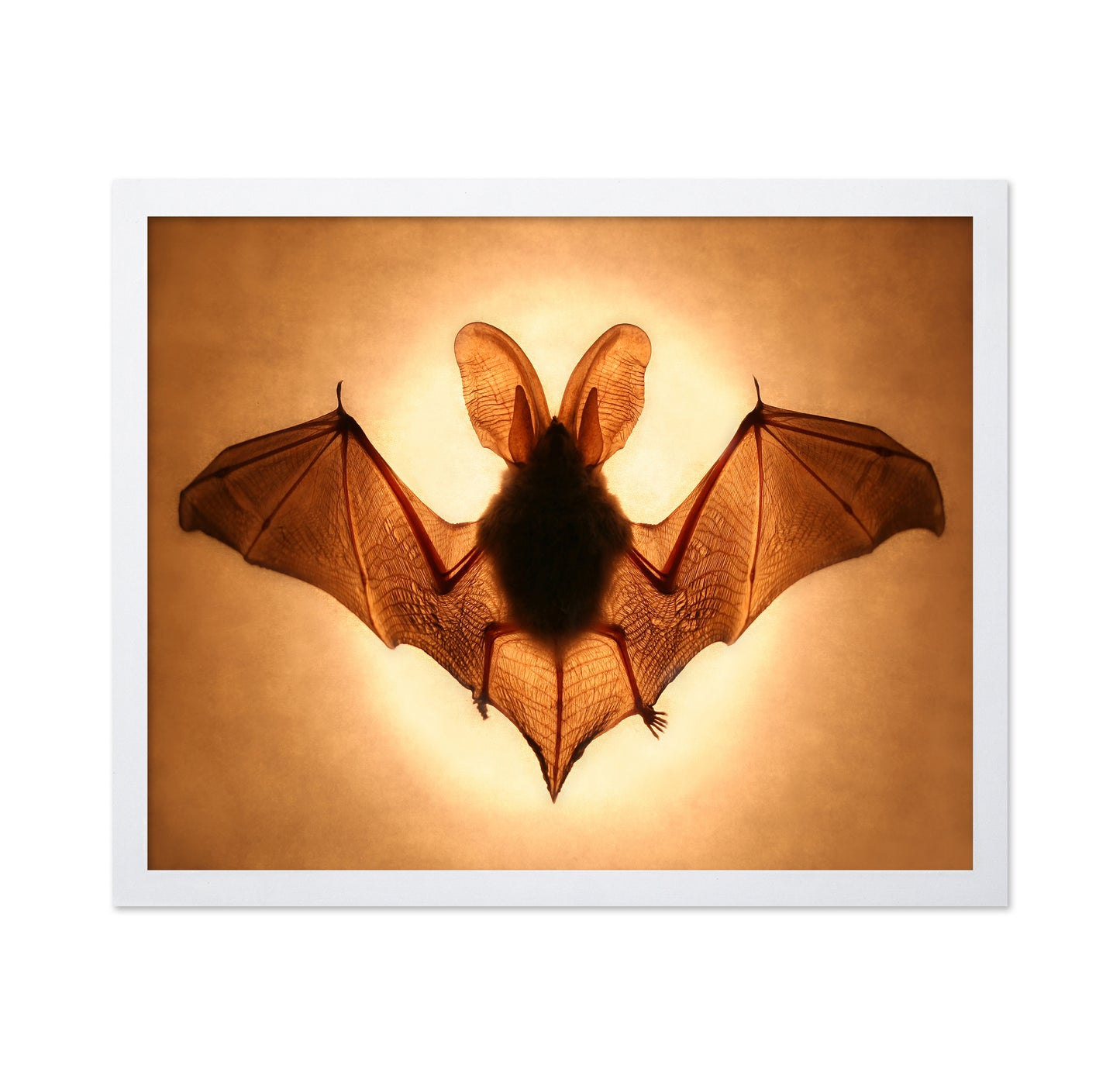 Bat