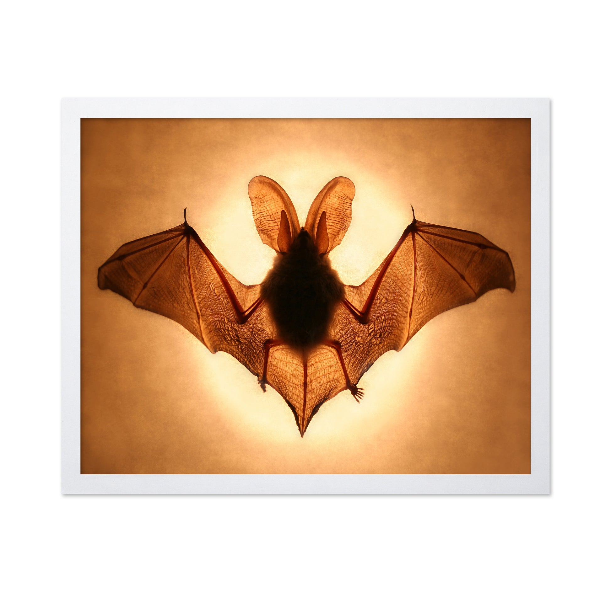 Bat