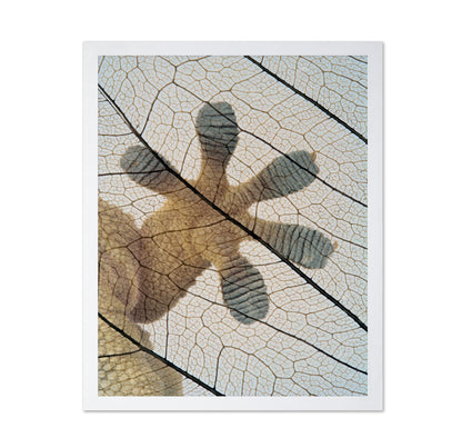 Gecko-paw