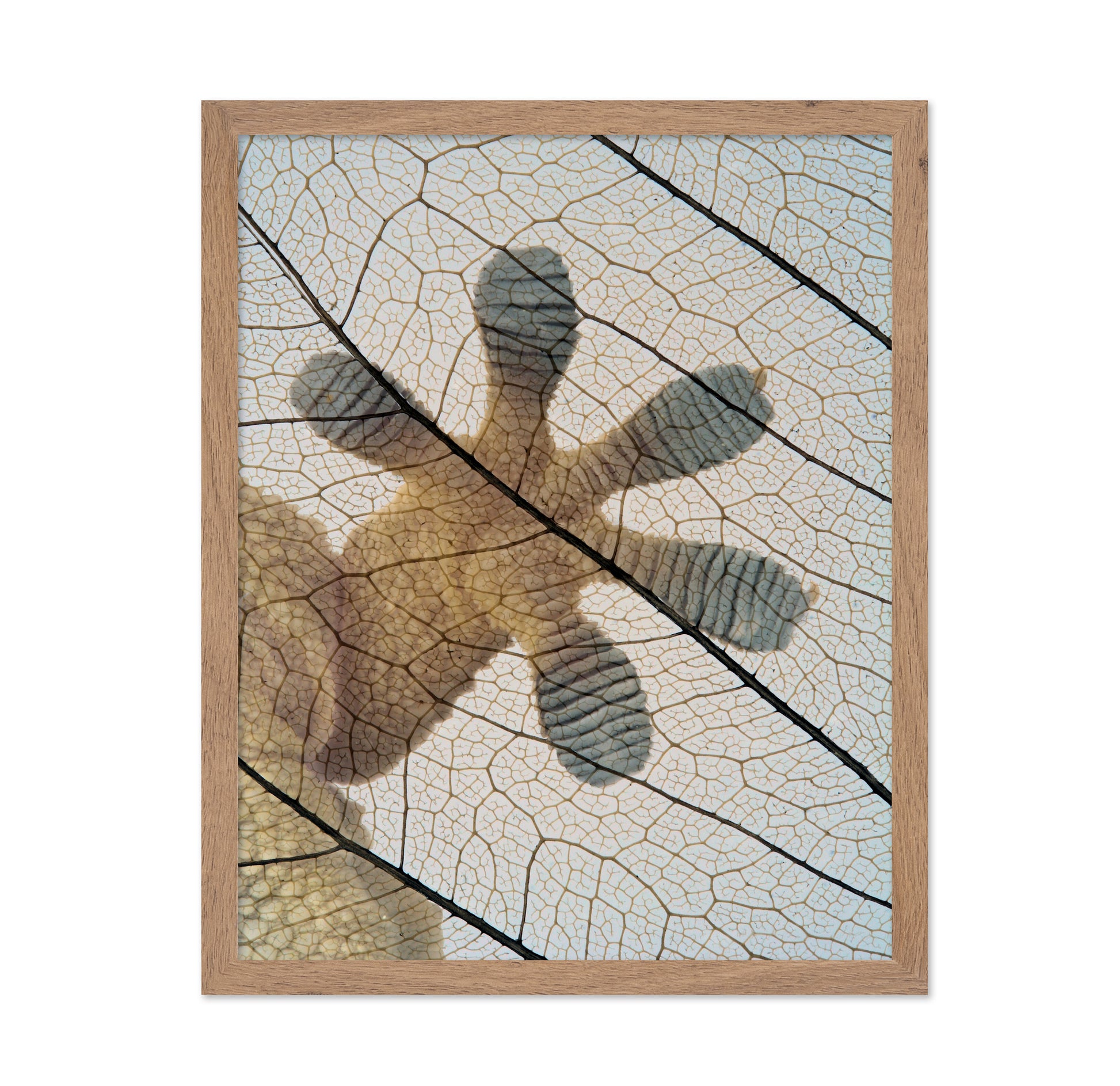 Gecko-paw