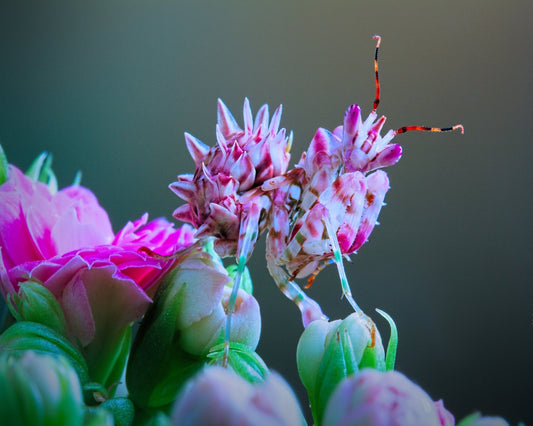 Ambushed Orchid Mantis