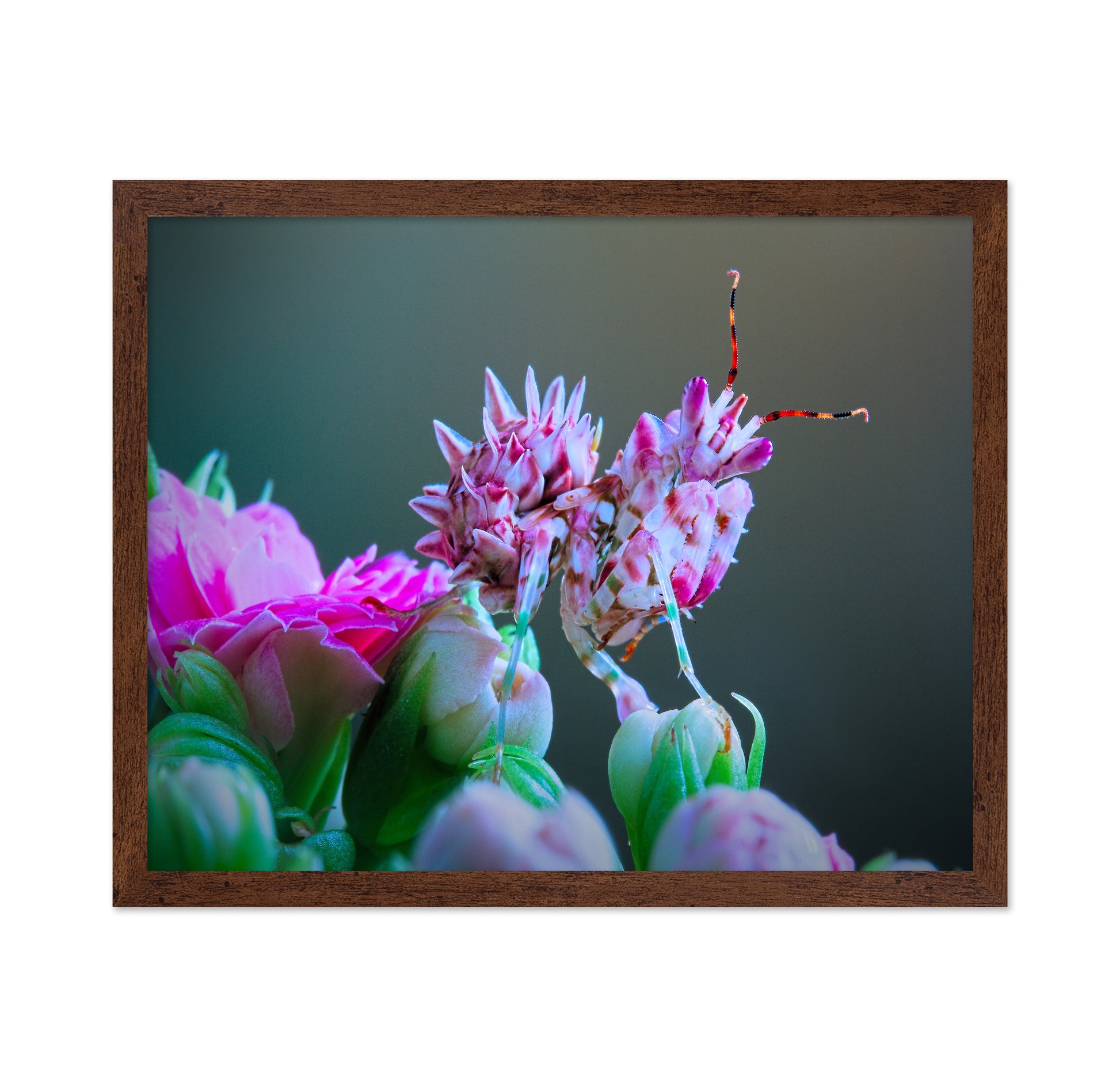 Ambushed Orchid Mantis