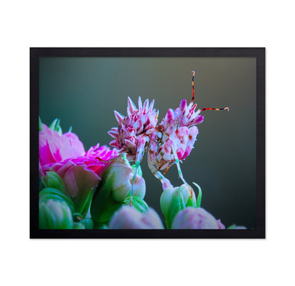 Ambushed Orchid Mantis