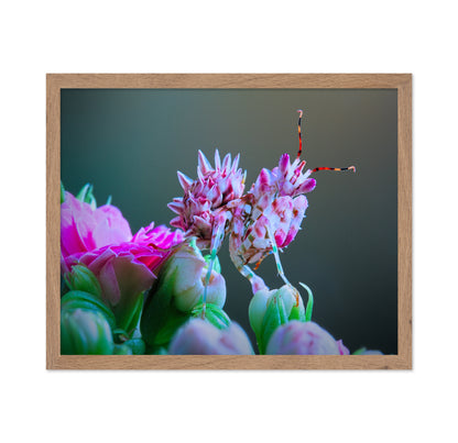 Ambushed Orchid Mantis