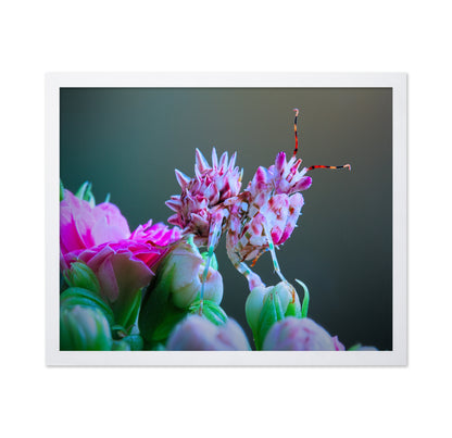 Ambushed Orchid Mantis