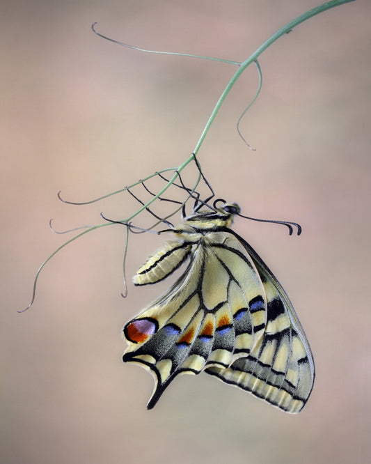 Swallowtail Butterfly