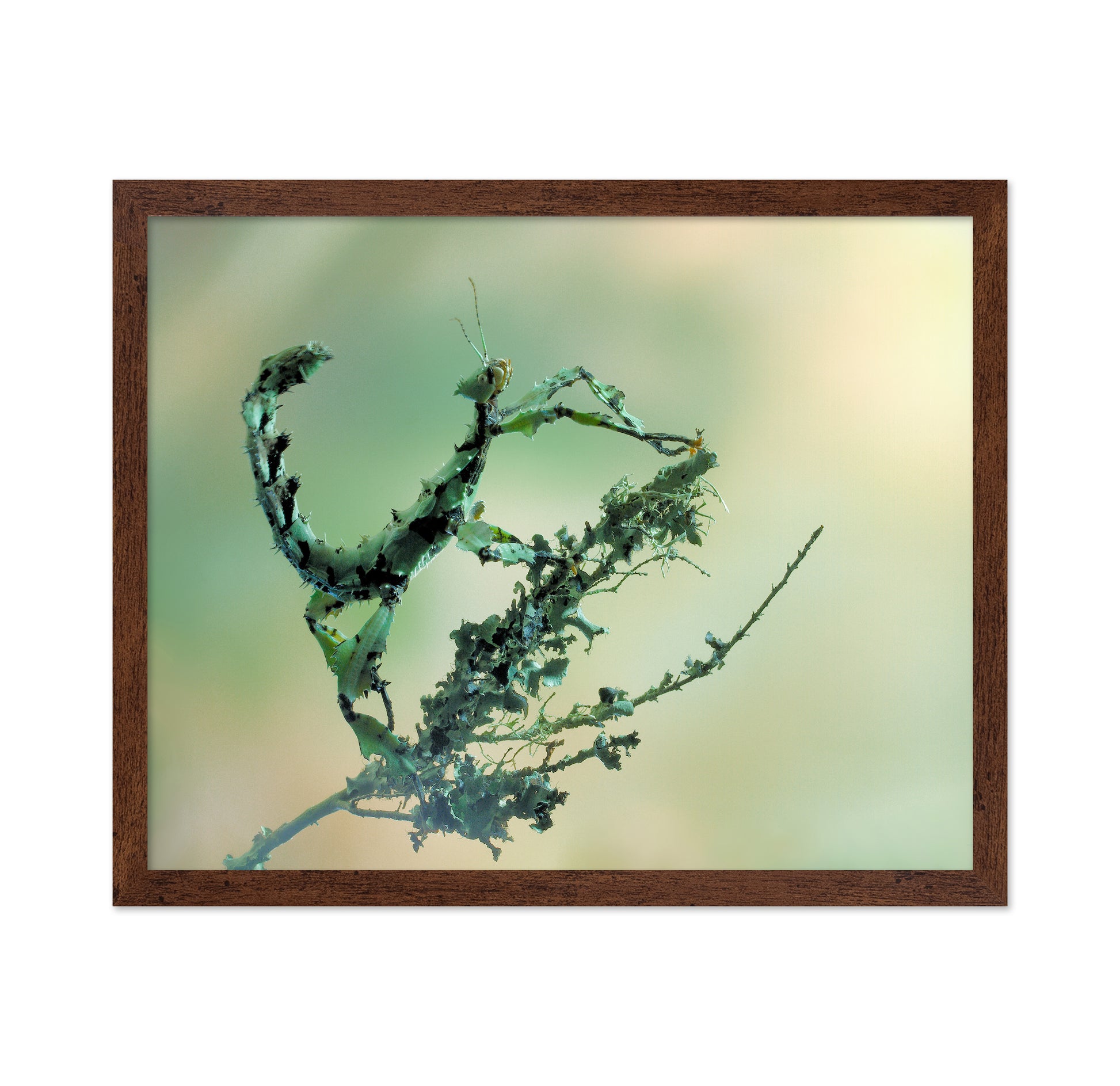 Looks Like Lichen