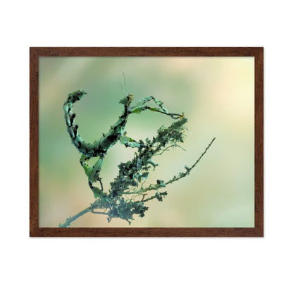 Looks Like Lichen