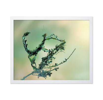 Looks Like Lichen