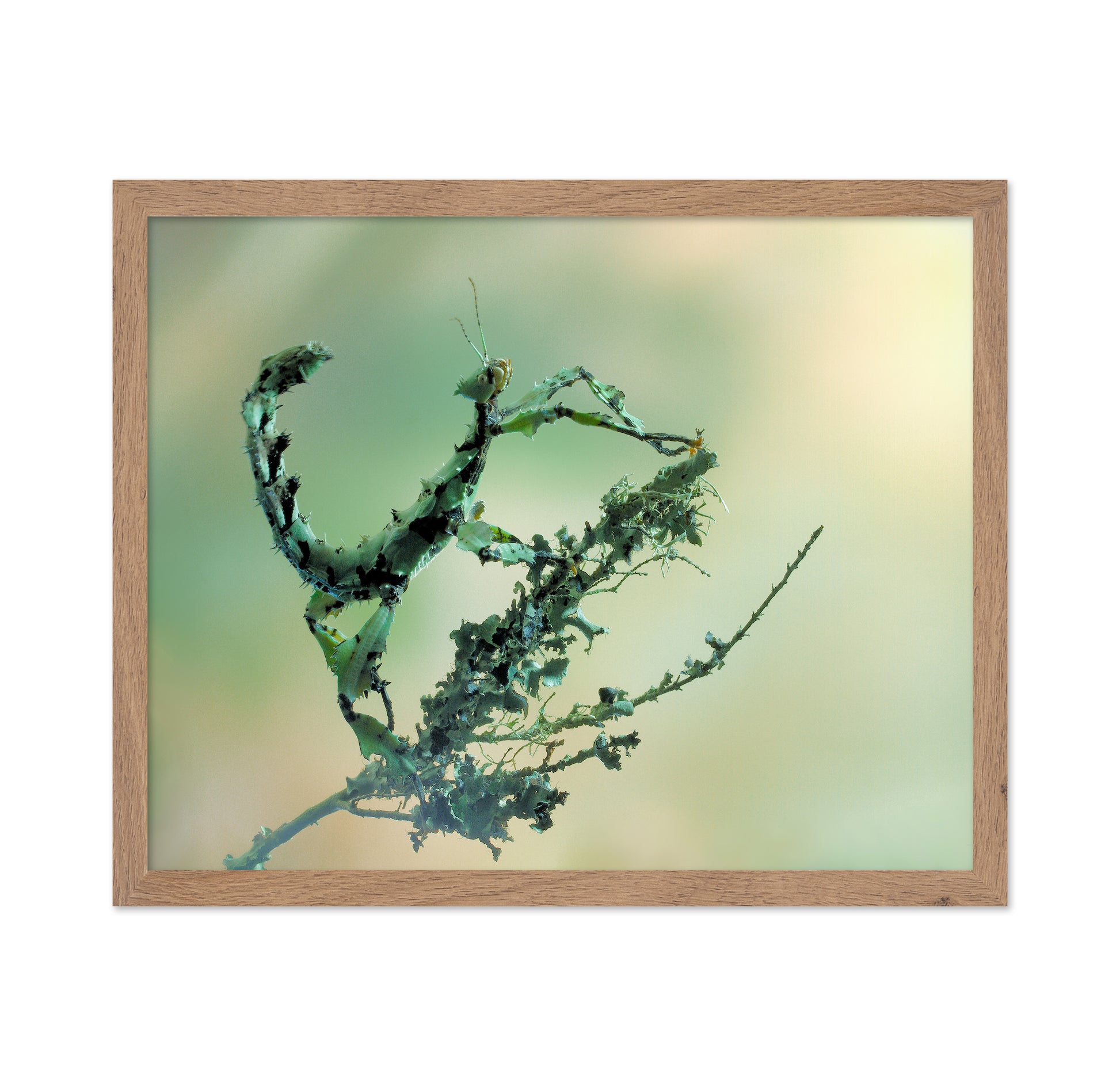 Looks Like Lichen