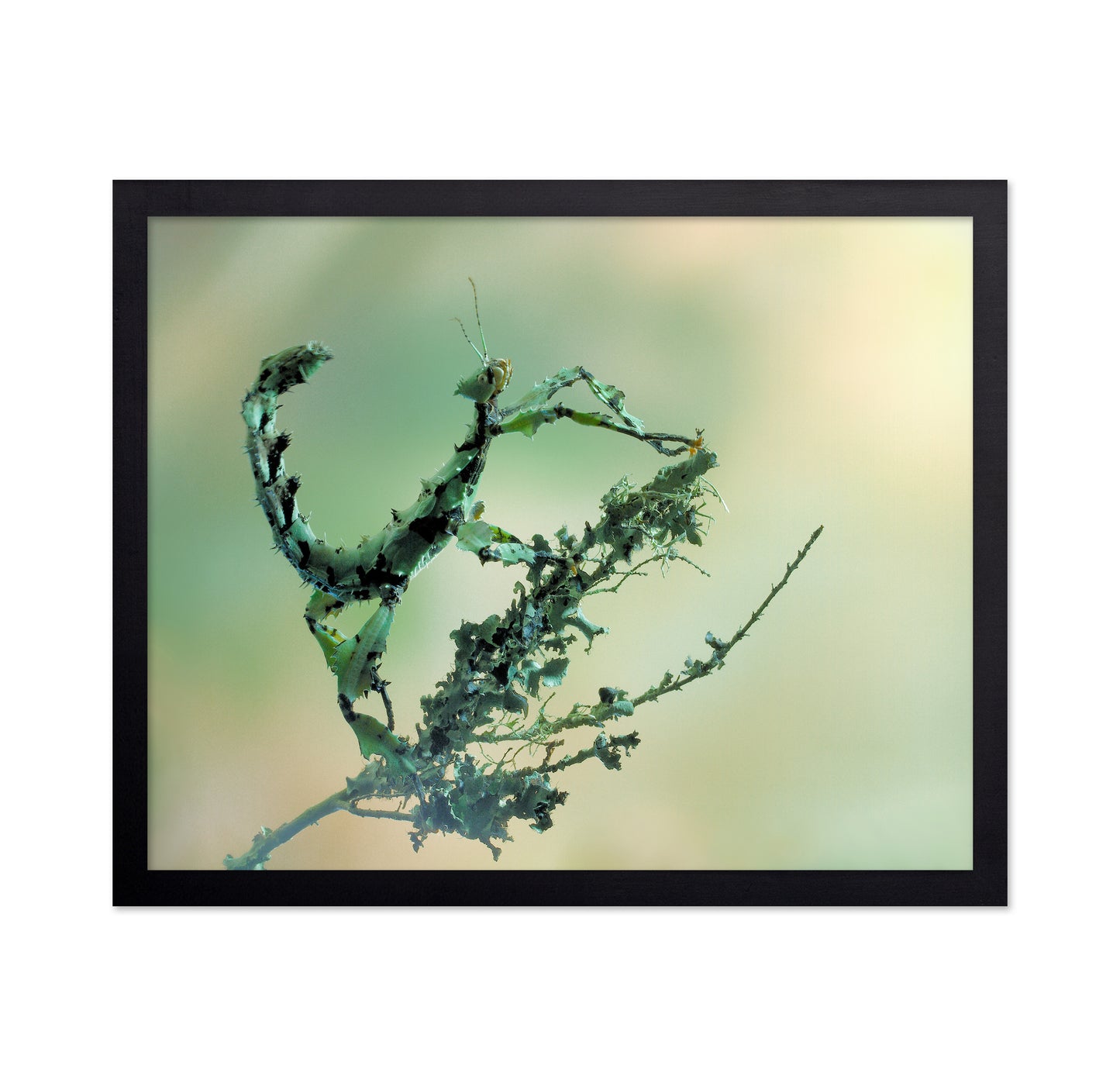Looks Like Lichen