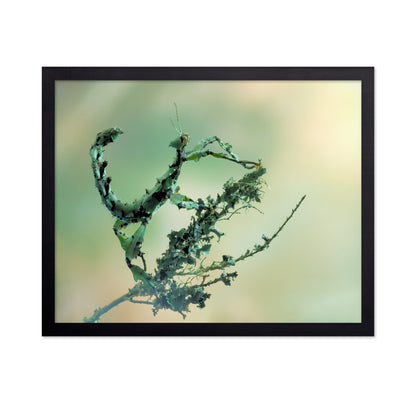Looks Like Lichen