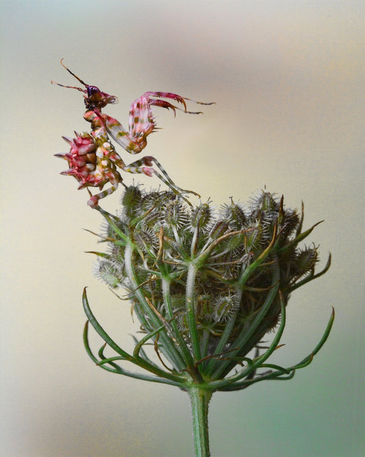 Spiny Flower Mantis No 2
