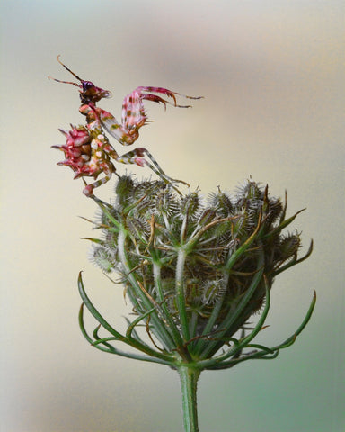 Spiny Flower Mantis No 2